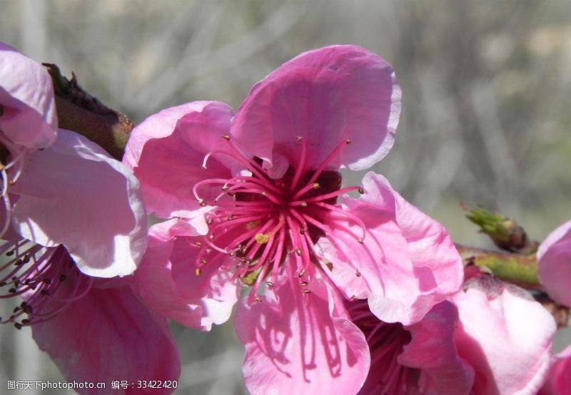 绯红桃花