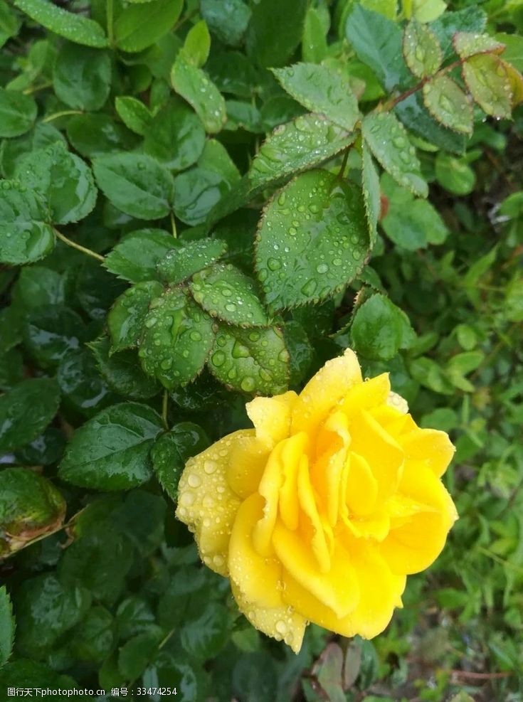 雨露月季花下雨后玫瑰花