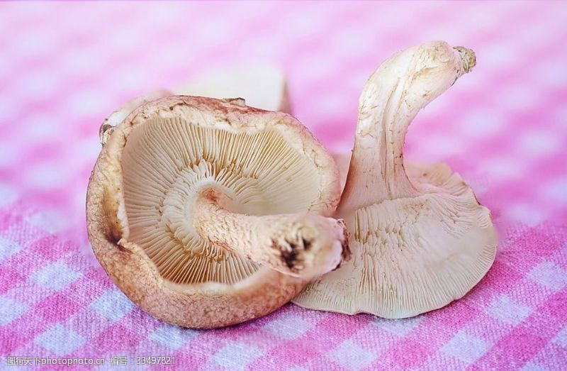 木腐菇蘑菇