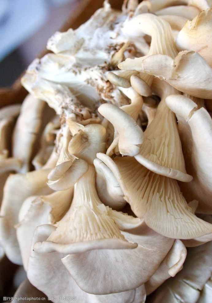 凤尾菇蘑菇