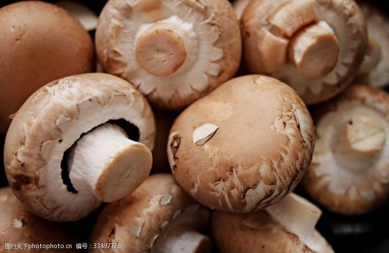 木腐菇香菇