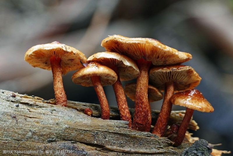 凤尾菇野蘑菇