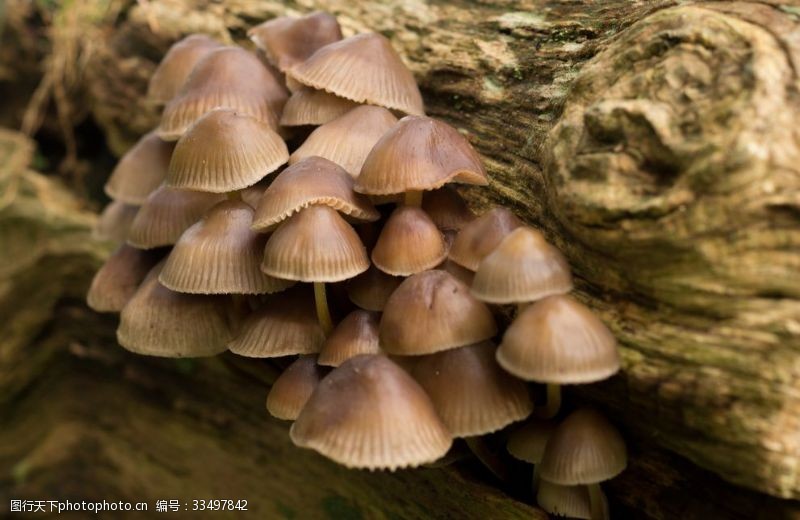 凤尾菇野蘑菇