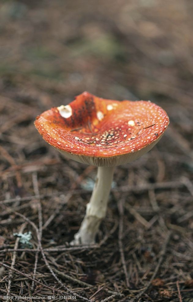 凤尾菇毒蘑菇