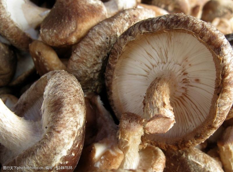 凤尾菇蘑菇