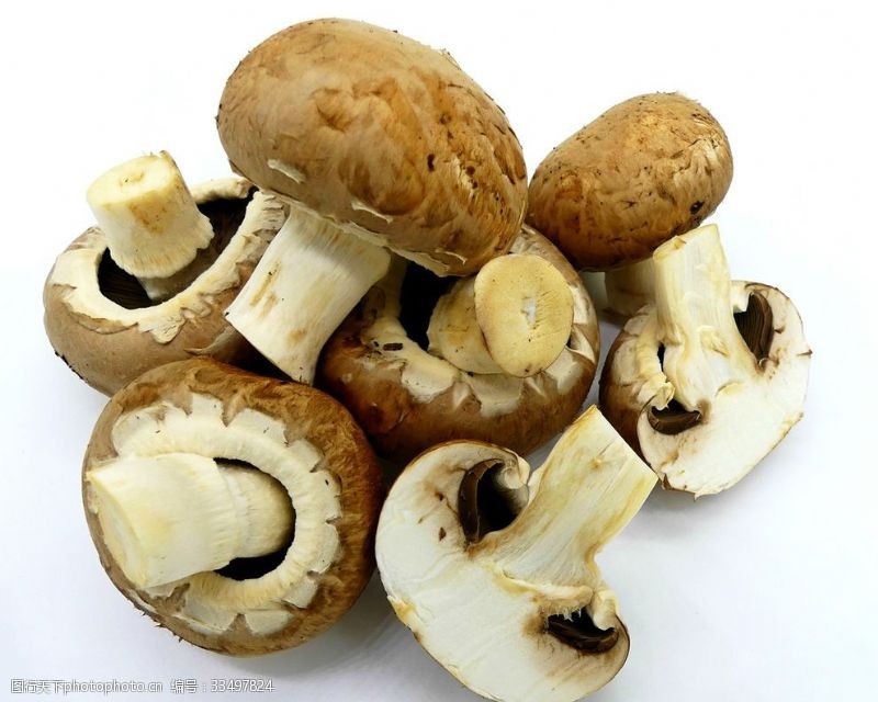 木腐菇香菇