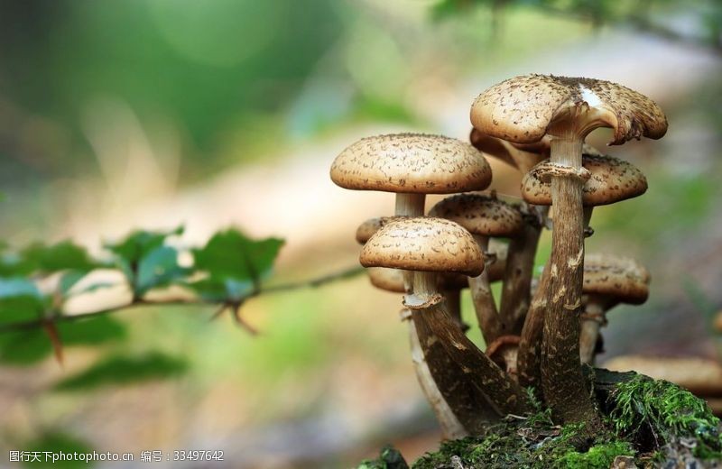 木腐菇野蘑菇