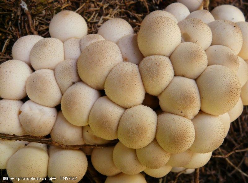 木腐菇野蘑菇