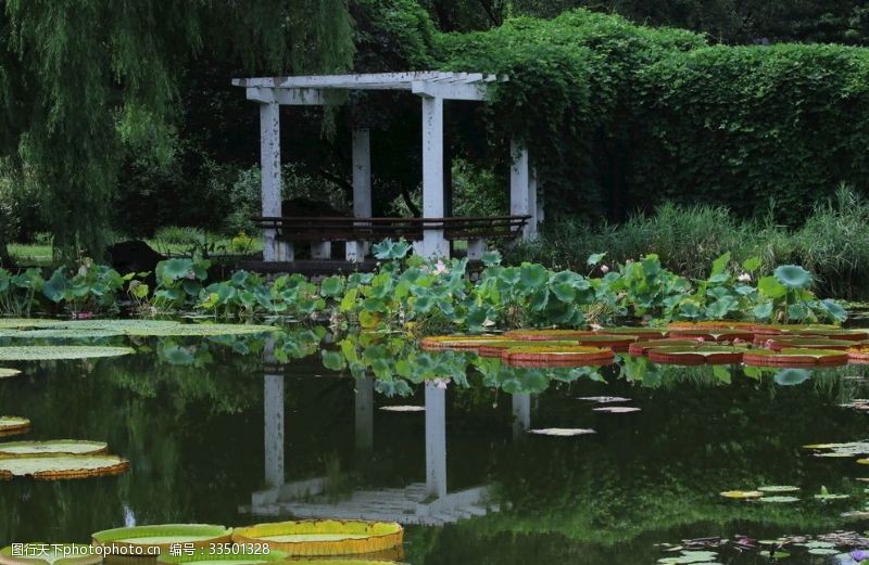 水芹莲南植物园美景